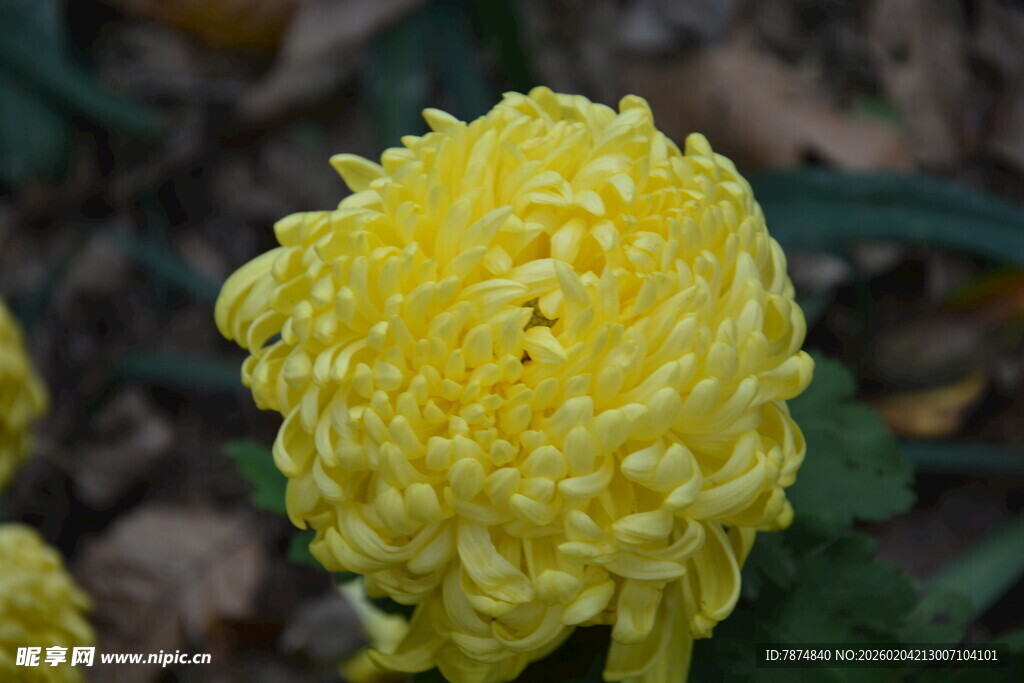 黄色绒球菊花特写