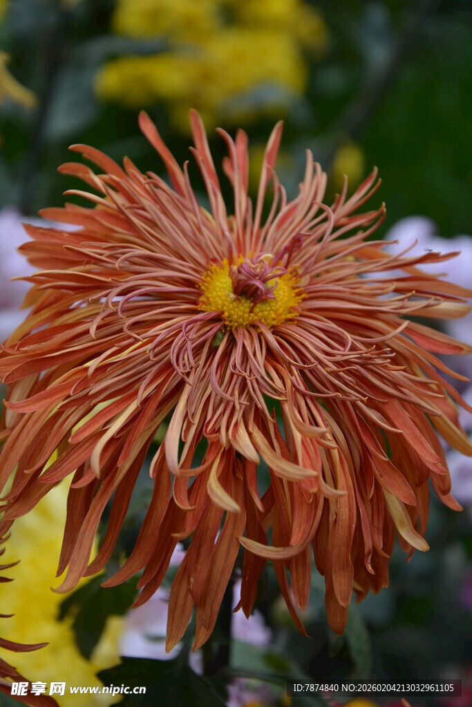橘色丝状菊花特写