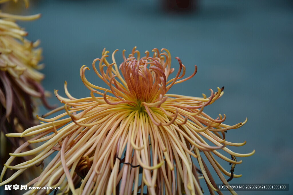 绽放的黄色丝状菊花