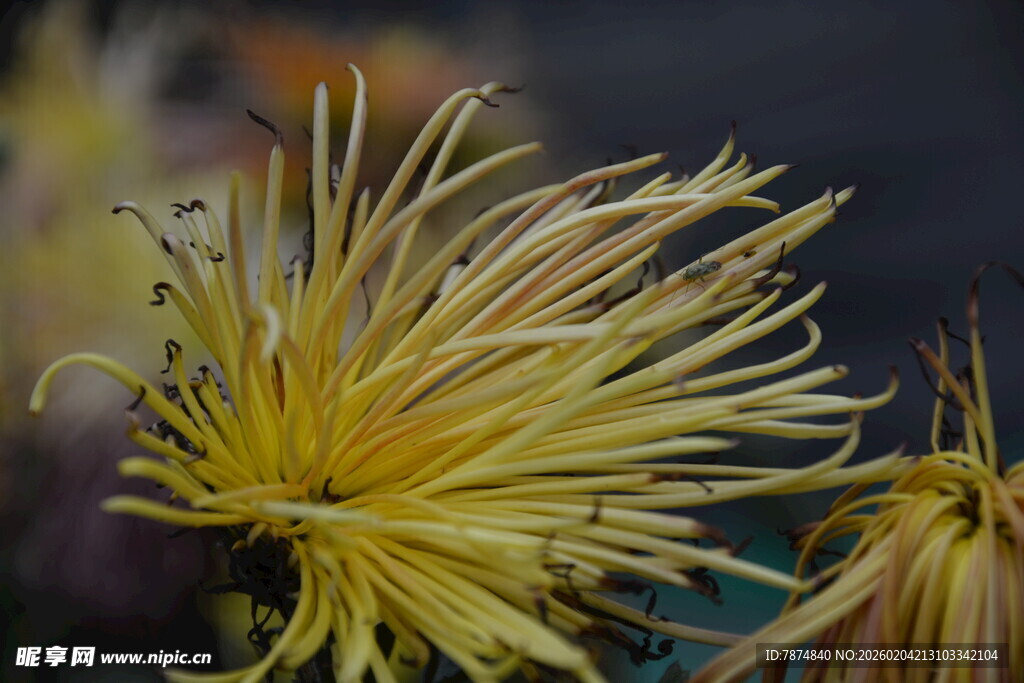 金黄细长花瓣的美丽菊花