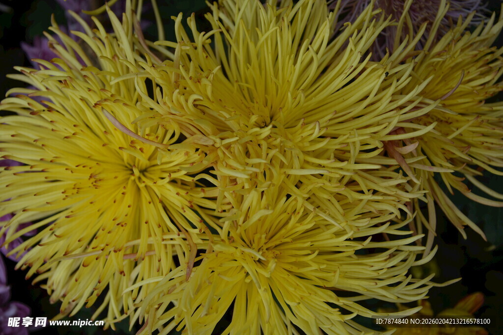 黄色丝状花朵特写