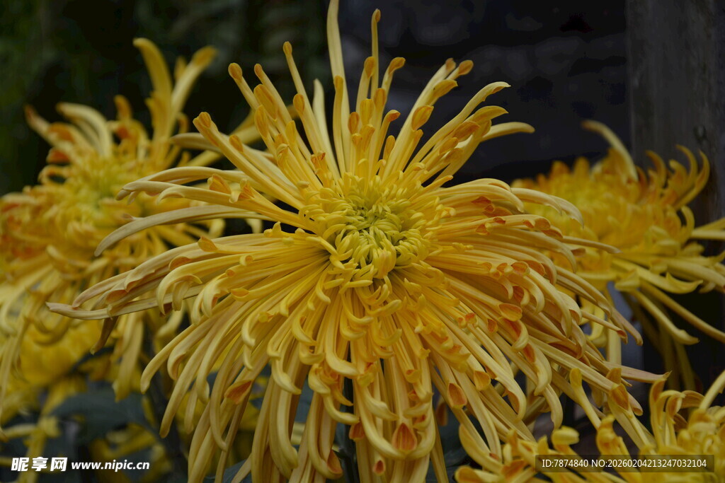 金黄绽放的丝状菊花
