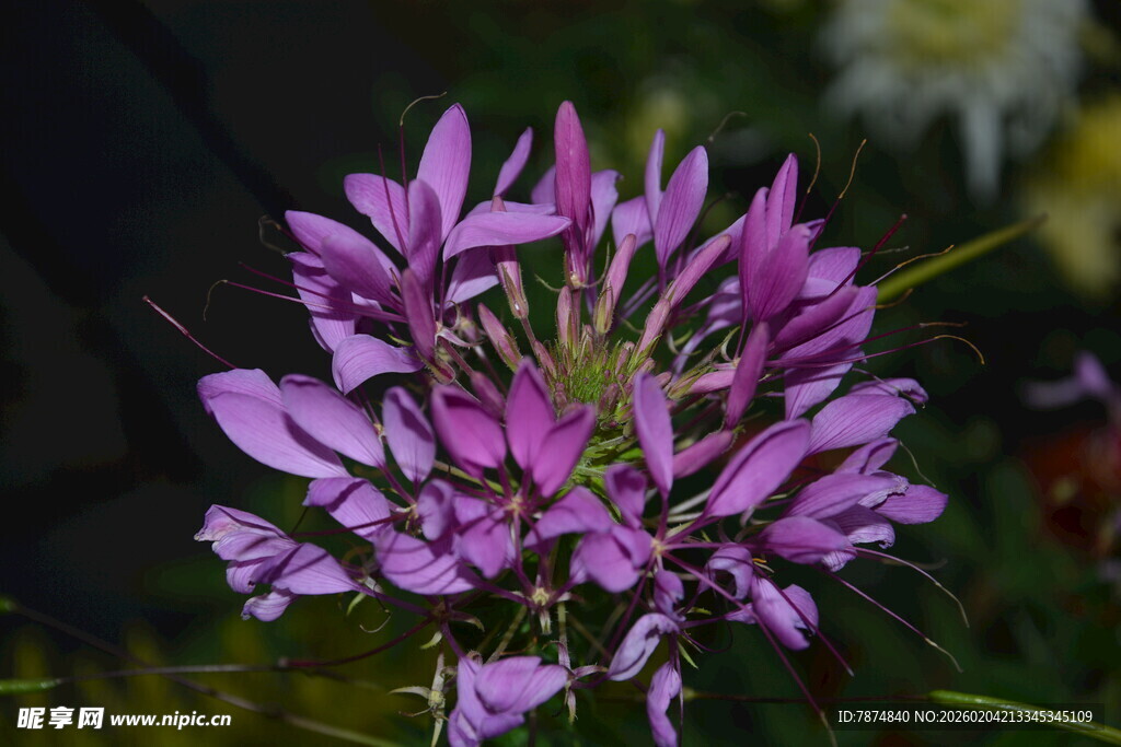紫色醉蝶花特写