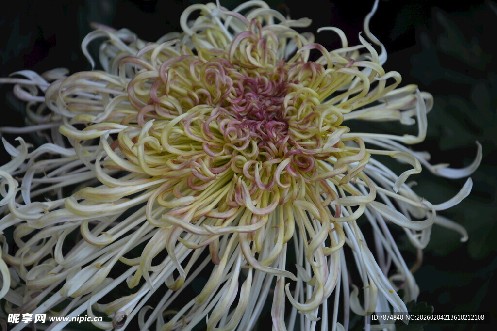 绽放的丝状菊花