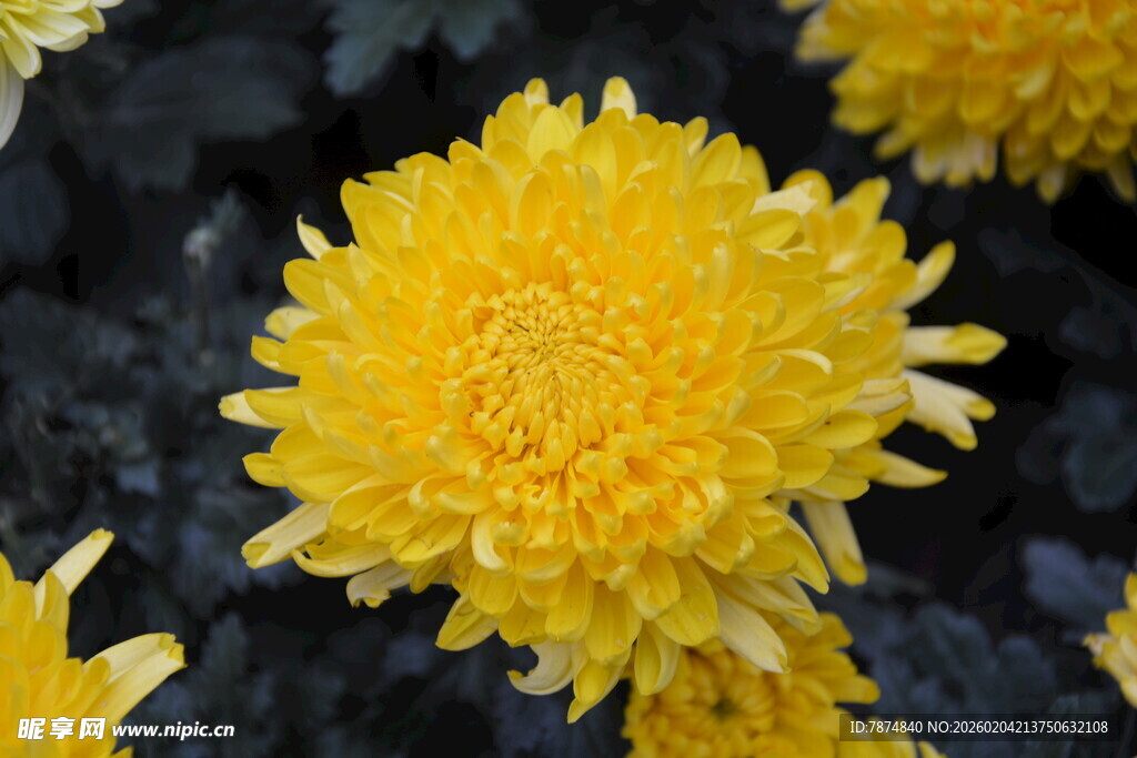 黄色菊花绽放