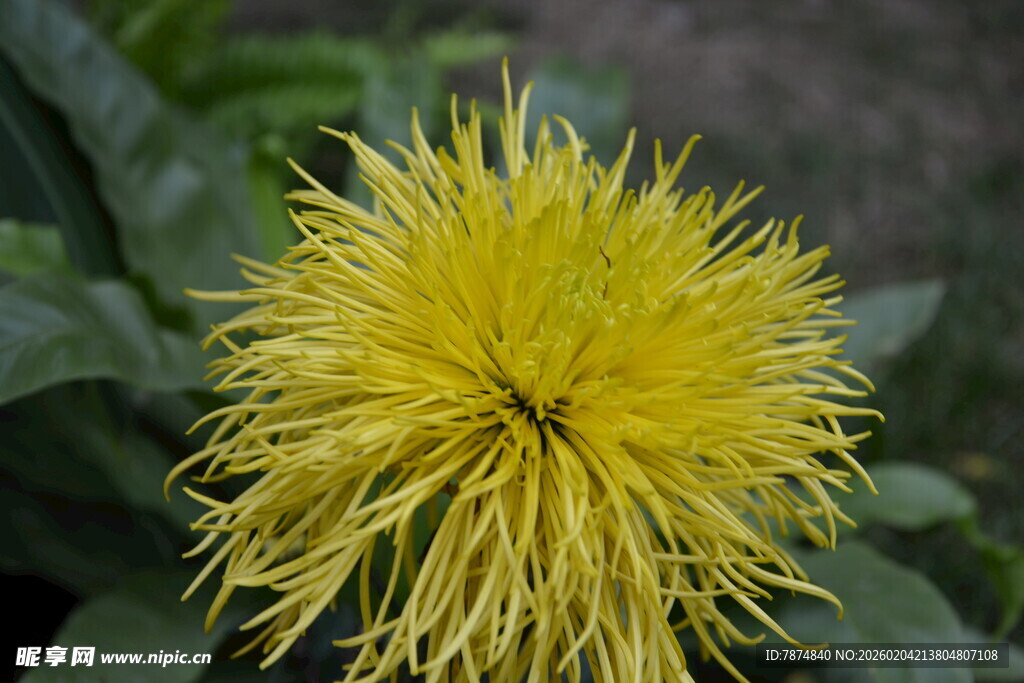 黄色绒球状花朵特写