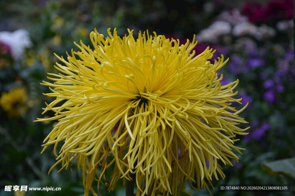黄色蓬松菊花特写