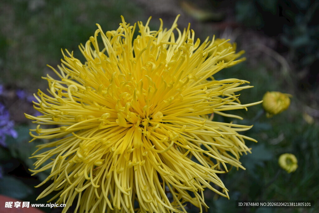 金黄蓬松菊花特写