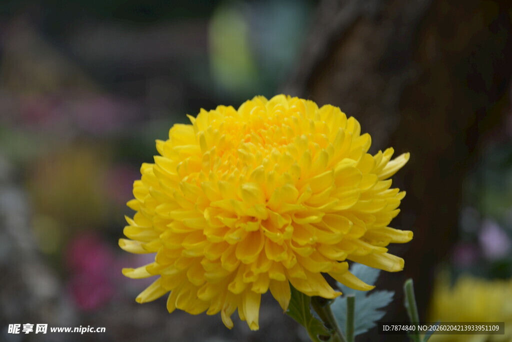 黄色球状菊花特写