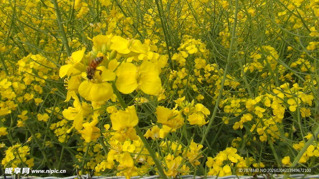 金黄灿烂的油菜花田