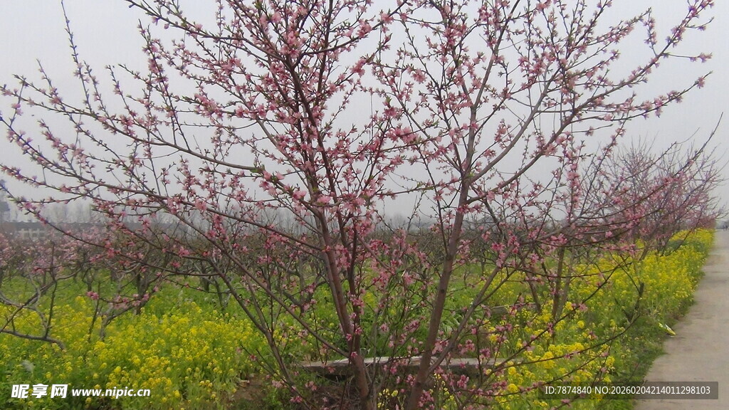 春日繁花小径旁的绚烂树景