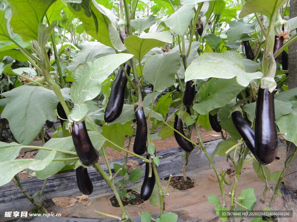 田间生长的紫色茄子