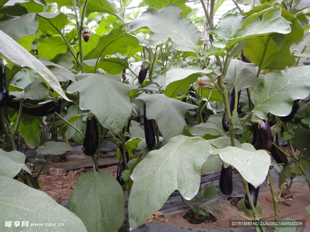 茄子种植园中的繁茂植株