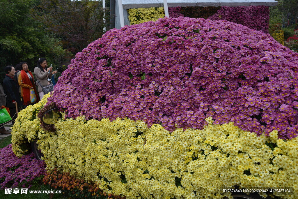 多彩菊花堆成绚丽花堆