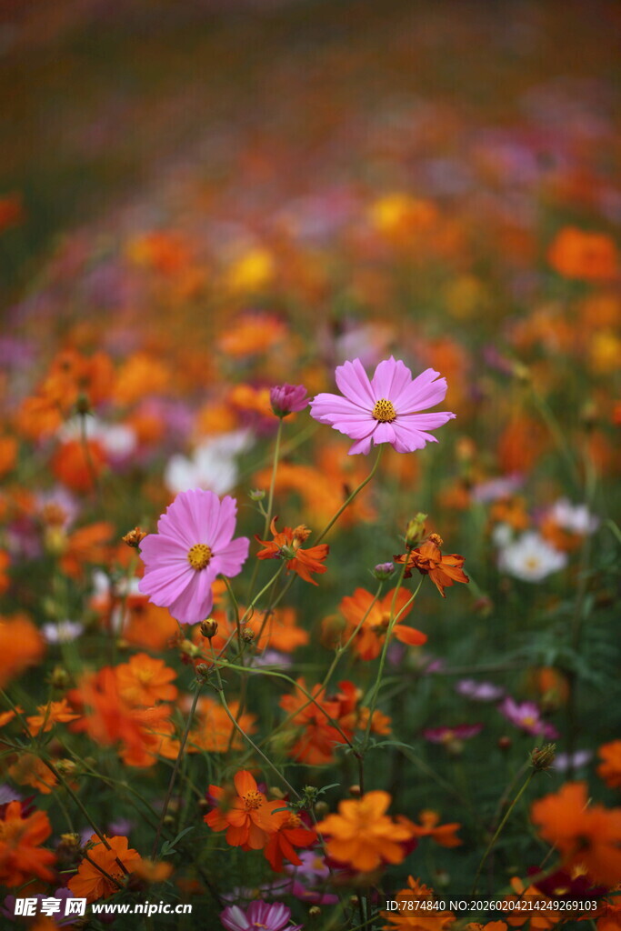 缤纷花海绽放美丽瞬间