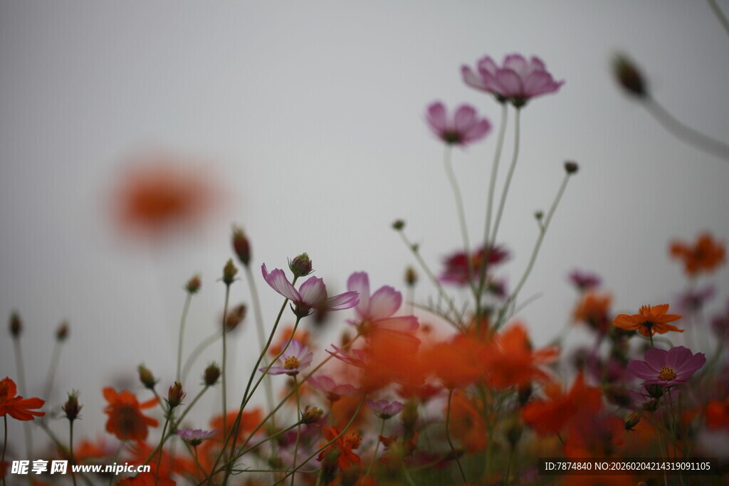 多彩野花绽放于朦胧背景