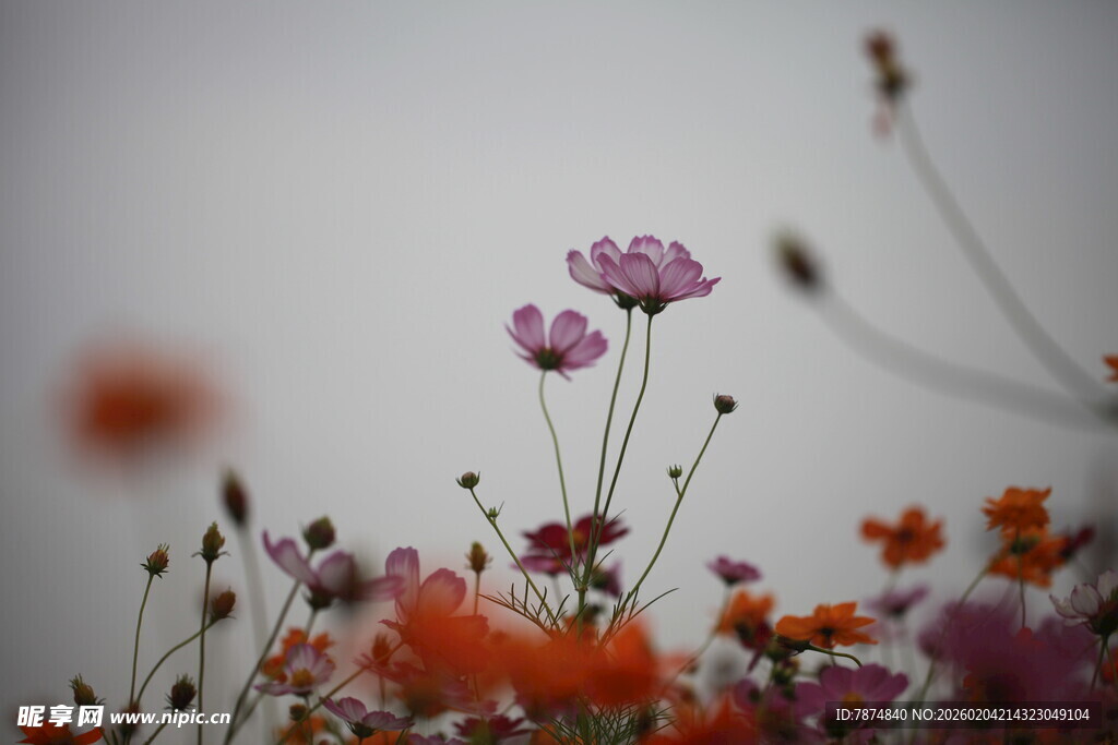 多彩野花绽放于画面中