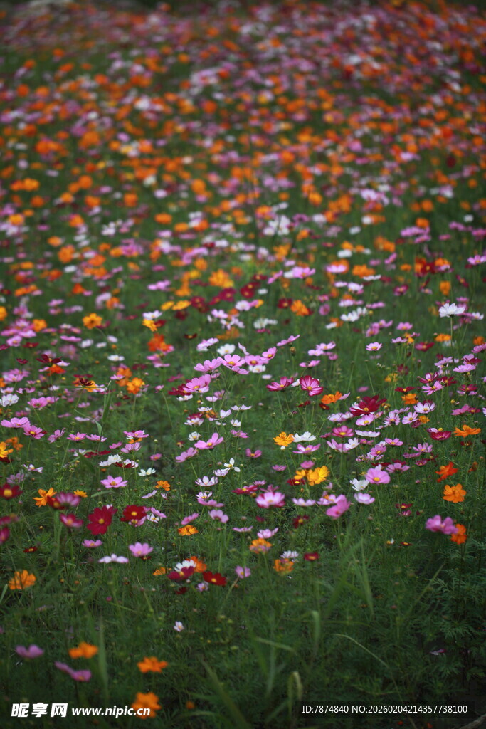 缤纷花海 绽放自然之美