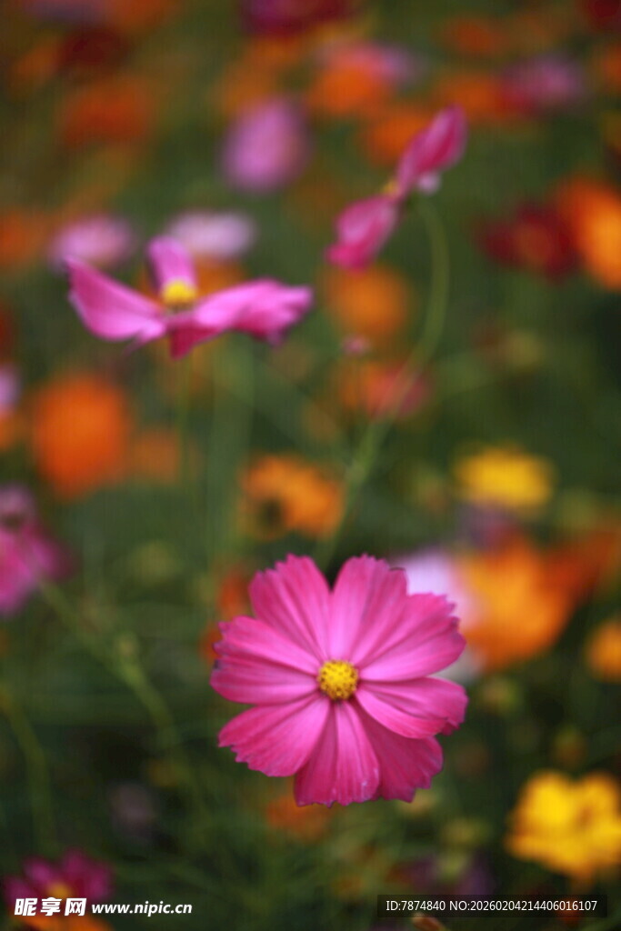 娇艳波斯菊绽放于花丛中