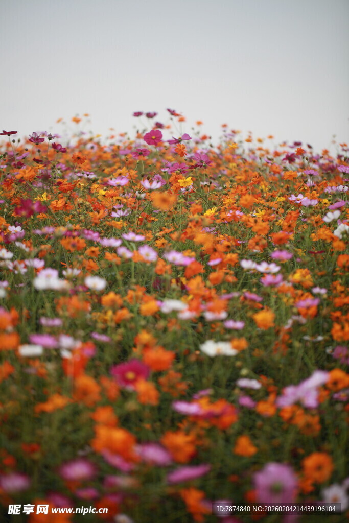 多彩花海绽放美丽瞬间