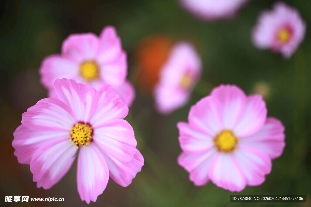 娇艳波斯菊绽放美景