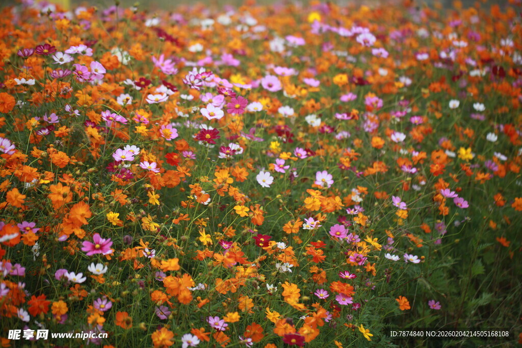 绚烂多彩的格桑花盛放地