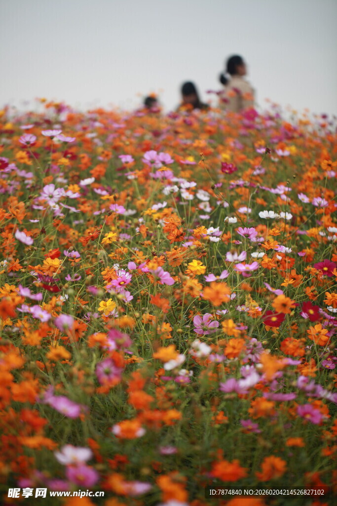 花海中漫步的温馨身影