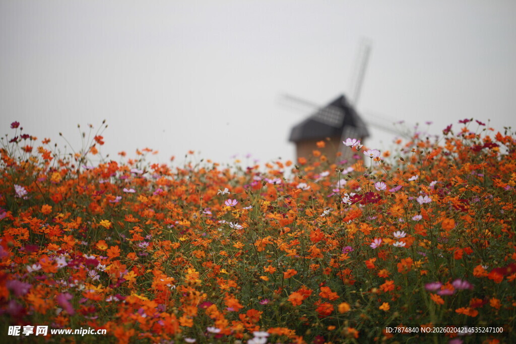 花海中的风车美景