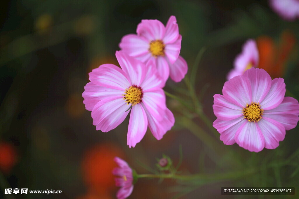 娇艳粉色花朵绽放