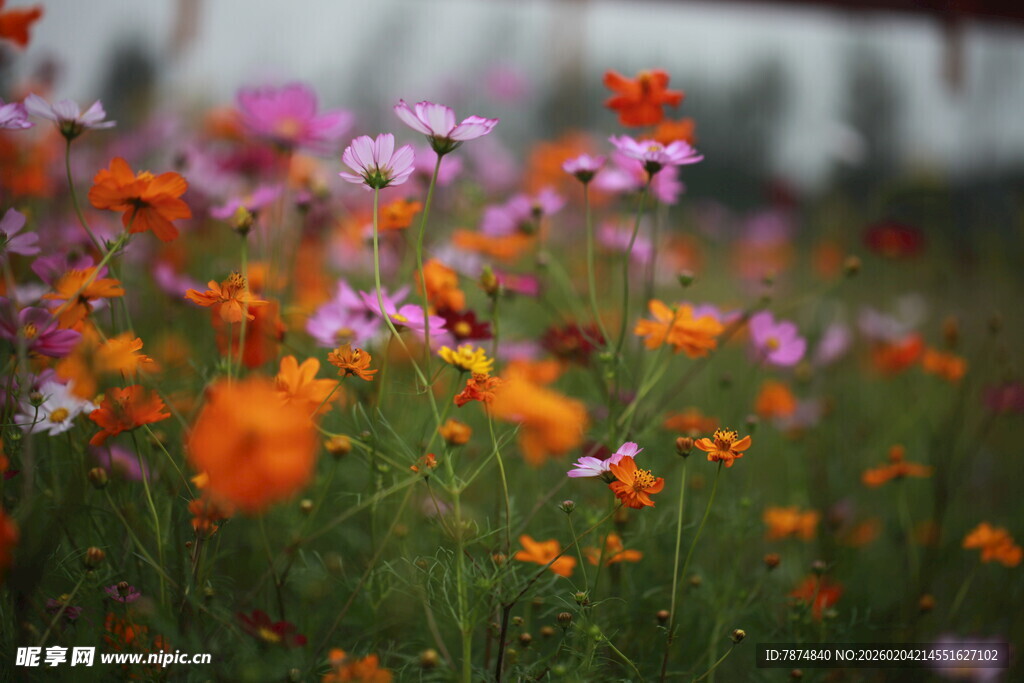 多彩野花绽放的美丽景致