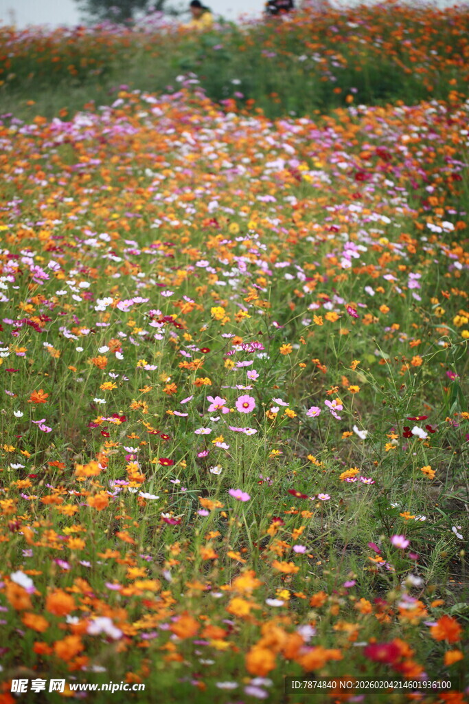 多彩花田绽放绚烂美景