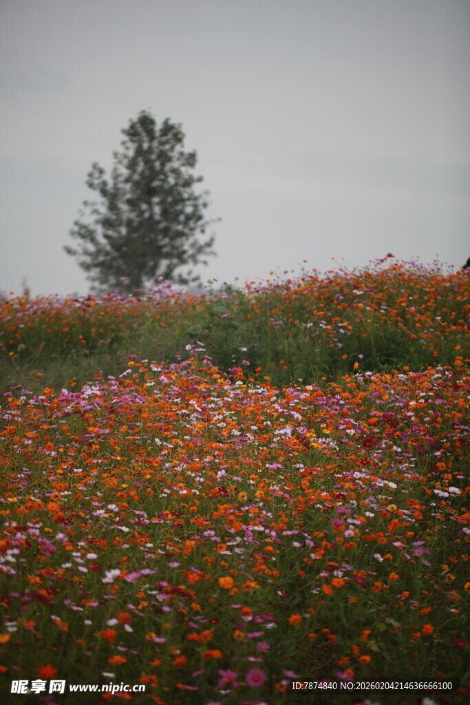花海中独立的一棵树