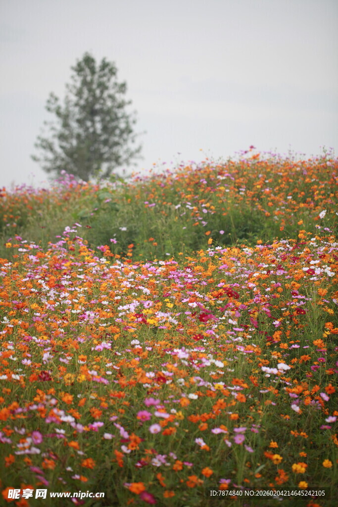 花海中独立的一棵树
