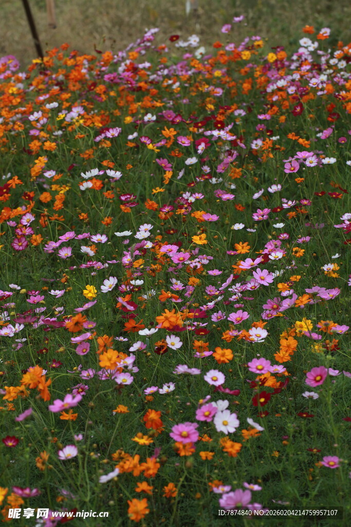 多彩花卉铺满翠绿草地