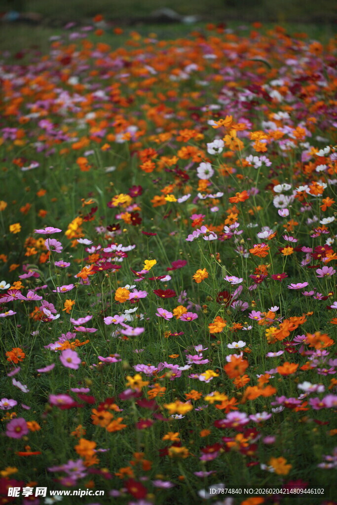 多彩野花绽放的美丽草地