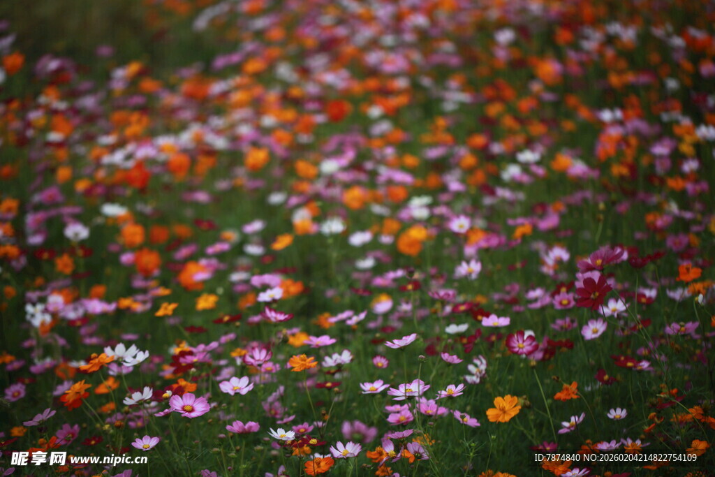 缤纷花海铺满翠绿草地