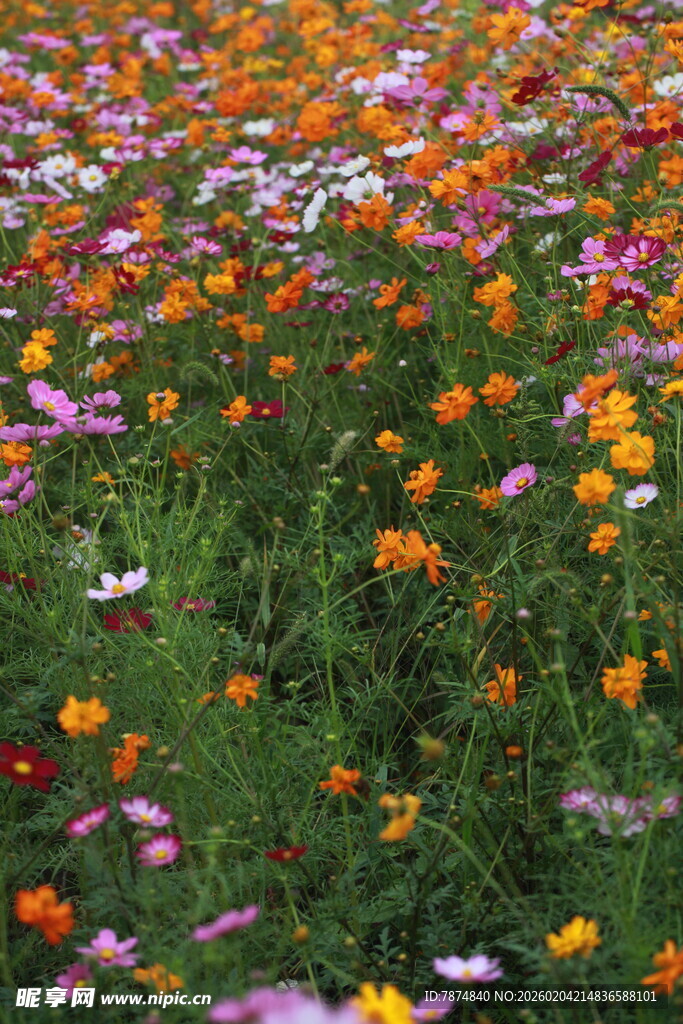 五彩斑斓的格桑花盛放