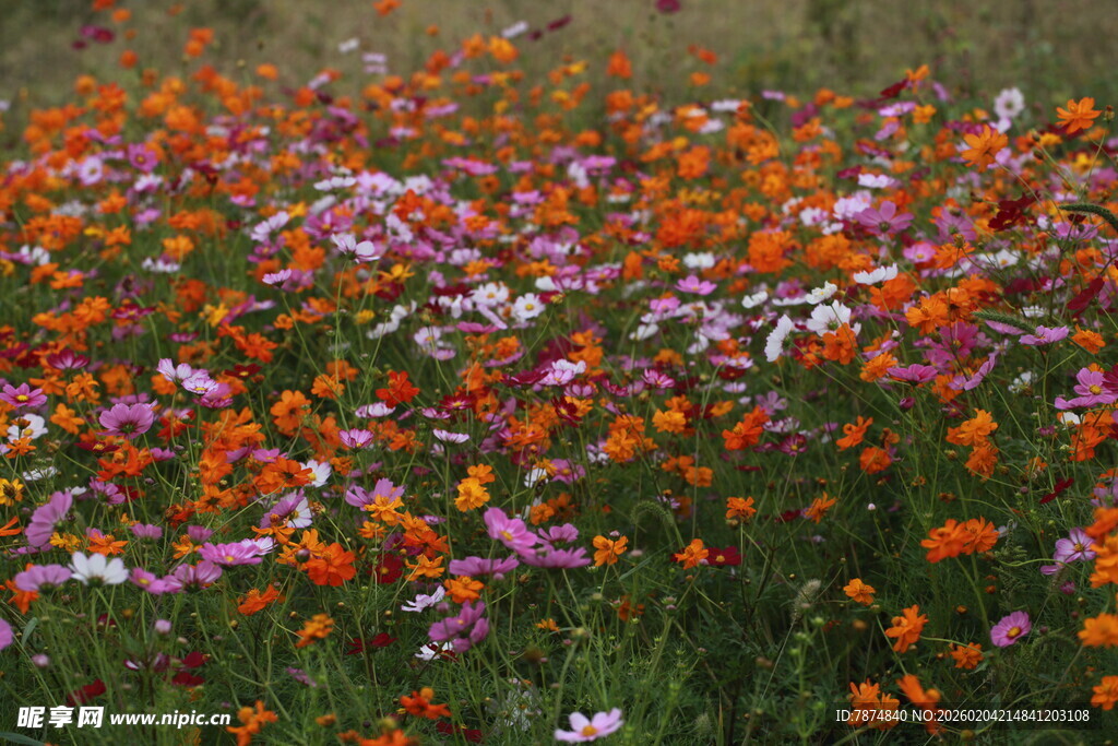 多彩花海绽放自然之美