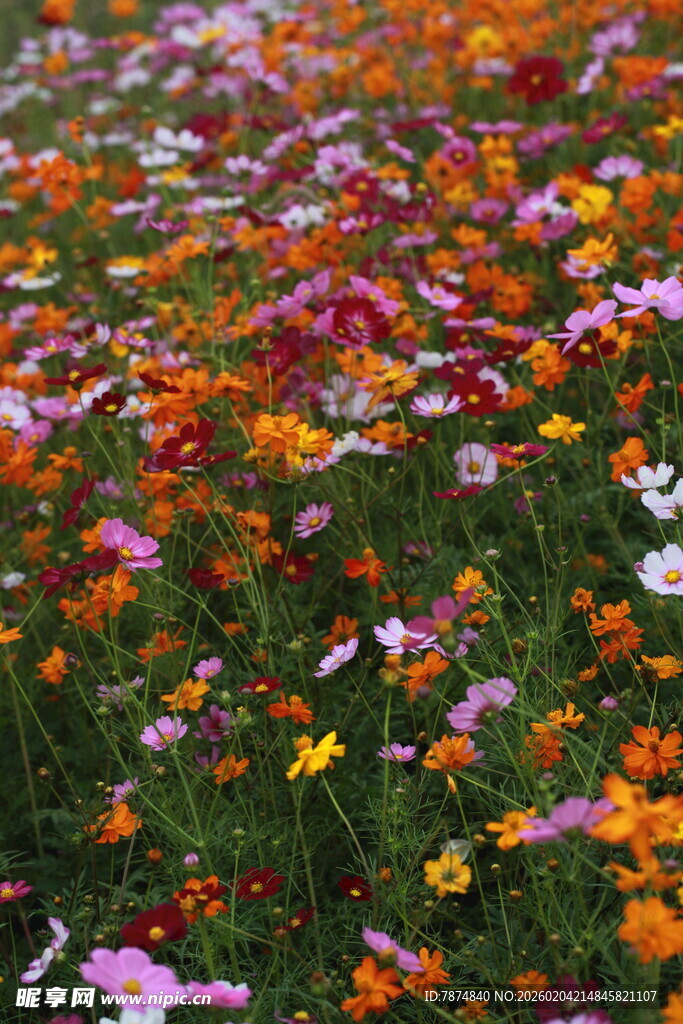 缤纷花海 绽放自然之美