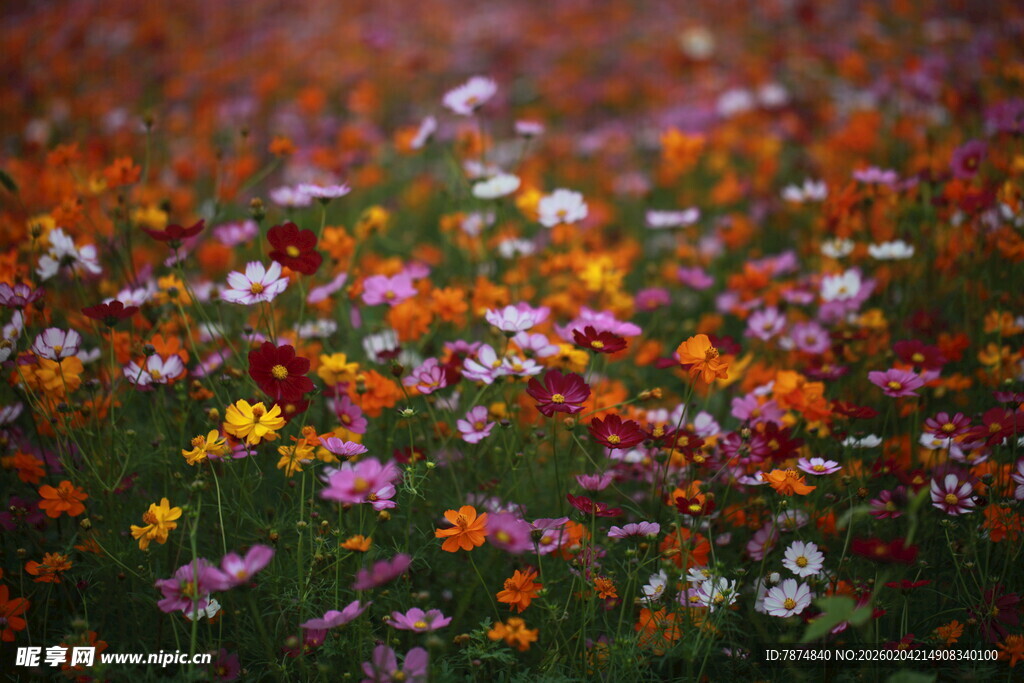 多彩野花绽放的美丽花田