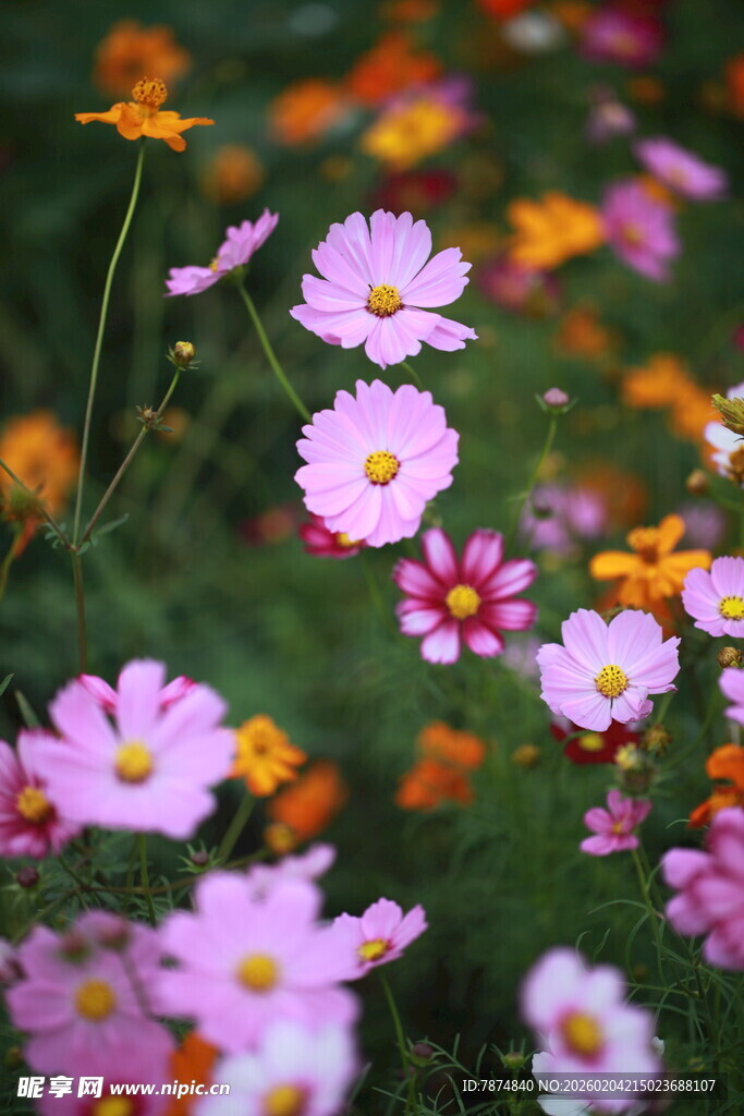 缤纷波斯菊绽放于绿野