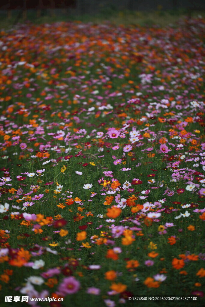 缤纷落花铺满翠绿草地