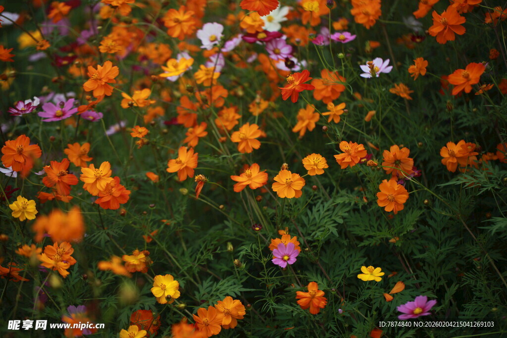 多彩花卉绽放的美丽景象
