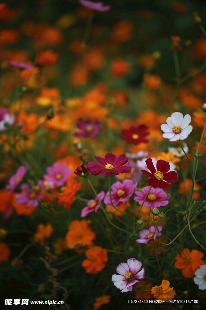 多彩野花绽放的美丽景致