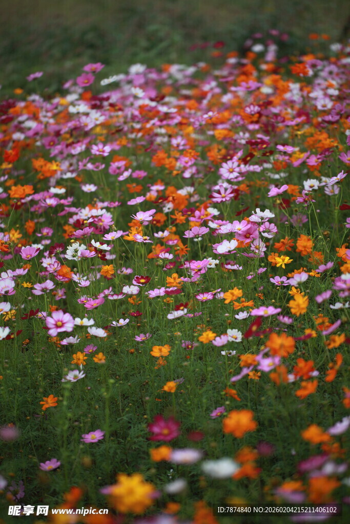 缤纷花海绽放自然之美