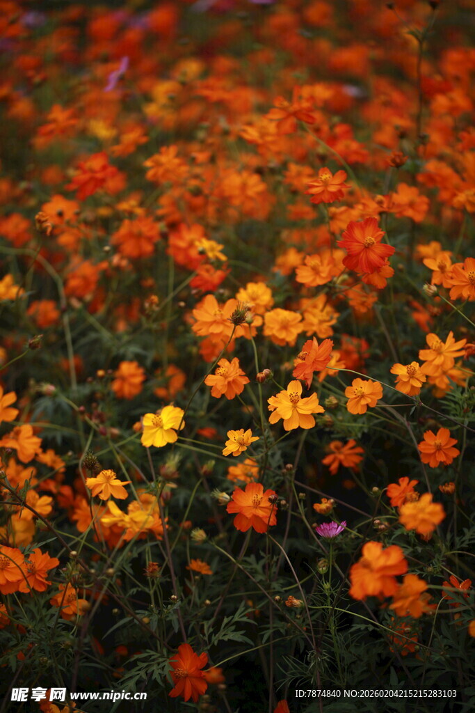 绚烂多彩的野花绽放画面