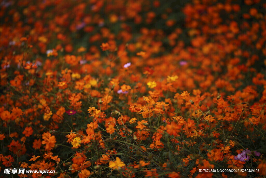 秋日落叶缤纷的美丽景象