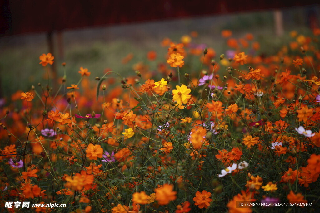 多彩烂漫花丛绽放