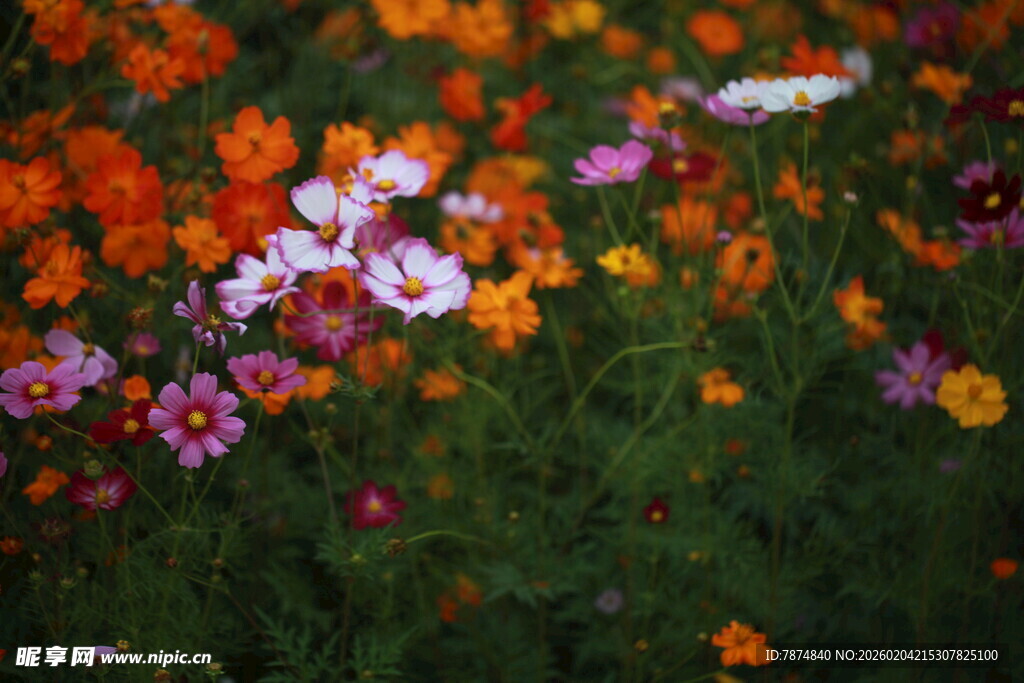 多彩花卉绽放的美丽景致