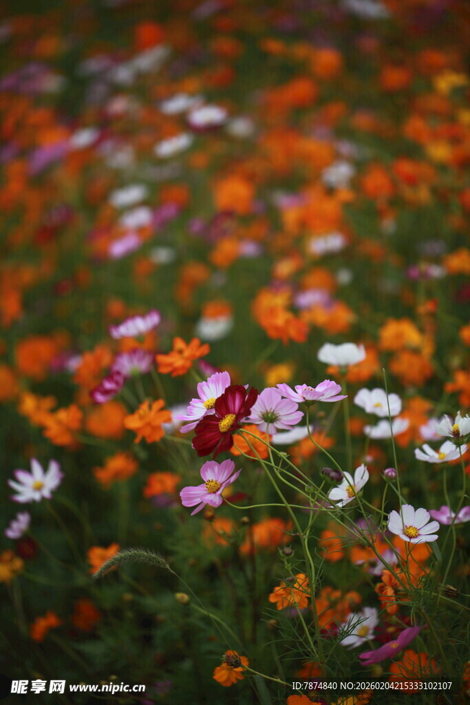 多彩野花绽放的美丽景致